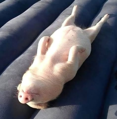 Micro Pigs, Pet Pig, Pot Belly Pigs, Baby Pig, Cute Piglets, Pot Belly, Mini Pigs, Cute Piggies