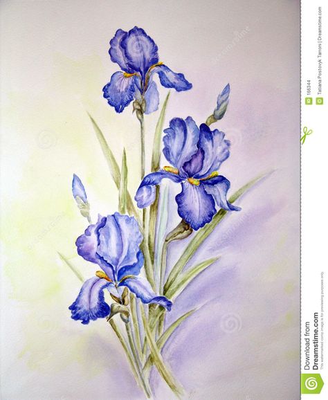 Illustration about My watercolor painting. Illustration of watercolour, painting, flora - 166344 Irises Painting, Siberian Iris, Iris Tattoo, Iris Painting, Watercolor Art Journal, New Flowers, Watercolor Blue, Colour Ideas, Watercolor Flower Art