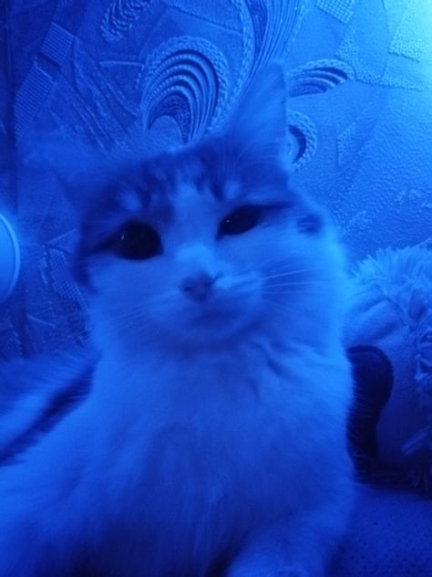 Cat Pfps, Blue Vibe, Ethereal Blue, Cybercore Aesthetic, Everything Is Blue, Blue Icon, Purple Vibe, Phone Decor, Gorgeous Cats