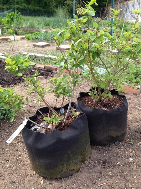 Growing Blueberries in Containers | University of Maryland Extension Home Fruit Garden, Planting Blueberries, Blueberries In Containers, Shelf Garden, Growing Blackberries, Highbush Blueberry, Growing Blueberries, Modern Homestead, Mary Mary Quite Contrary