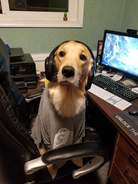 Golden Cocker Retriever, Wearing Headphones, Goofy Dog, Silly Dogs, School Memes, Silly Animals, Funny Animal Pictures, 귀여운 동물, Animal Memes