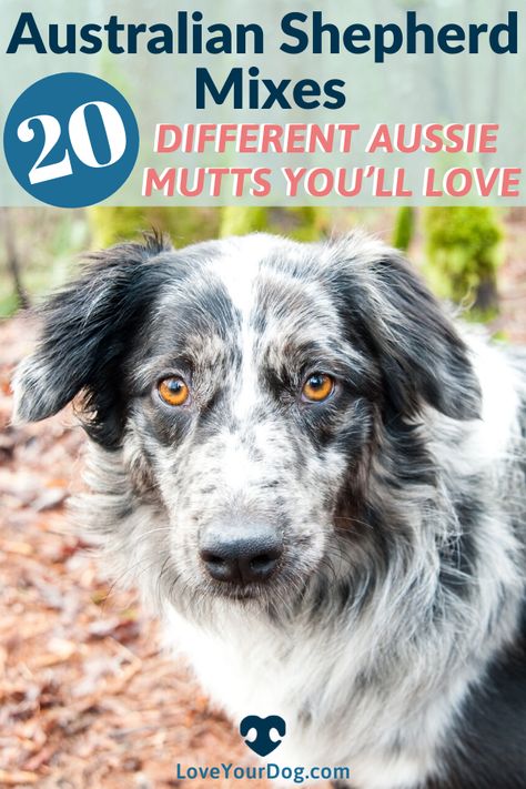 The Aussie is friendly, loving, family-oriented and extremely social! In this article, we are going to look at 20 different designer breeds that have been produced from mixing an Australian Shepherd with another popular breed to create a whole new kind of cuteness! #LoveYourDog #AustralianShepherd #AustralianMixes #AussieDog #AussieDogMix #AustralianShepherdHybrid #Dog #Dogs #FarmDog #MixBreedDog Aussie Mix Breeds, Australian Shepherd Poodle Mix Puppies, Australian Shepherd Lab Mix Puppy, Australian Shepherd Poodle Mix, Australian Shepard Mix, German Shepherd Mix Puppies, Pitbull Mix Puppies, Toy Aussie, Poodle Mix Puppies