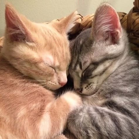 Kittens Cuddling, Two Cats, Cute Cats Photos, Orange Cats, Silly Animals, Cute Cats And Kittens, Cute Cats And Dogs, Silly Cats, Orange Cat