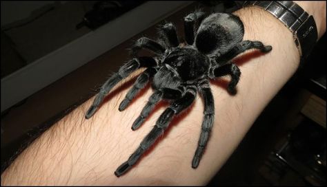 Brazilian Black Tarantula, Black Tarantula, Sunday Video, Pet Tarantula, Pet Spider, Black Brazilian, Jet Black Color, Black Spider, Arthropods