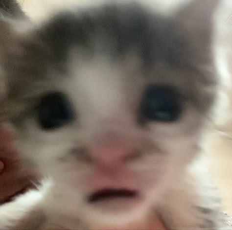 Kitten, cat, meme, funny, goofy. Cursed Kitten, Sick Kitty, Silly Kittens, Weird Cats, Funny Looking Cats, Silly Cats Pictures, Cute Cats Photos, Cat Icon, Silly Animals