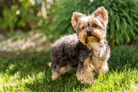 10 races de chien qui vivent longtemps : trouvez le compagnon idéal pour les années à venir ! - Choisir son chien - Wamiz Small Dogs For Kids, Yorkie Pomeranian Mix, Brown Dog Names, Lap Dog Breeds, Best Hypoallergenic Dogs, Teacup Yorkie Puppy, Yorkshire Terriers, Yorkie Dogs, Purebred Dogs