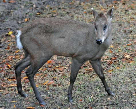 Tufted Deer, Musk Deer, Deer Species, Deer Running, Small Deer, Deer Photos, Fallow Deer, Kingdom Animalia, Roe Deer