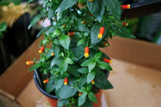 Octoberfarm: Planting the Flower Pots candy corn plant  ;-) Candy Corn Plant, Benton Harbor, Crystal Springs, Corn Plant, Poinsettia Wreath, Climbing Vines, How To Attract Hummingbirds, It's Fall, Garden Center