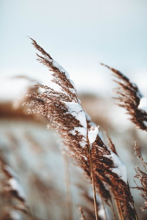 Free Download - January desktop and iphone wallpaper Wallpaper Winter, Snow Covered Trees, Winter Images, Focus Photography, Winter Boho, Grey Skies, Winter Wallpaper, Winter Pictures, Photo Tree