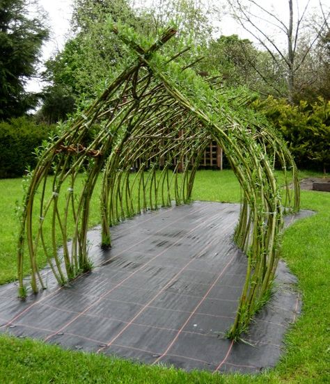 This is a charming Living Willow Tunnel that I completed for Brookfields Childrens Nursury Powys to add to their play area. It was built a... Willow Tunnel, Willow Arch, Willow Fence, Vine Plants, Willow Garden, Living Willow, Chicken Pen, Sweet Chicken, Gothic Garden