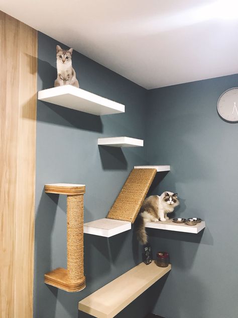 Simple Cat Wall Shelves, Diy Cat Wall Playground, How To Make Cat Shelves, Floating Cat Shelves Diy How To Build, Floating Shelves For Cats, Cat Wall Shelf Diy, Cat Course On Wall, Diy Wall Mounted Cat Shelves, Cat Climbing Shelves Diy