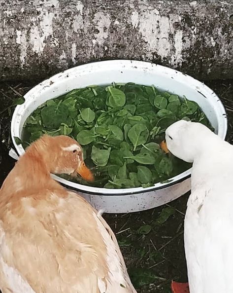 Duck Homesteading, Water For Ducks, Diy Duck Pools, Large Duck Coop, Ducks For Beginners, Duck Run Flooring, Duck Treats Ideas, Duck Treats Homemade, Food For Ducks