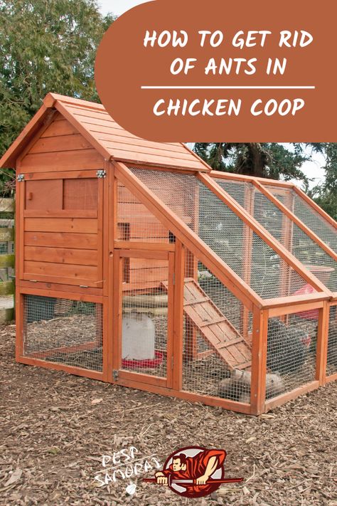 Chicken coops are really attractive to ants, and keeping ants out of chicken coop can be challenging. So, in this article, find out why are ants in a chicken coop, is it dangerous to have ants there, and how to get rid of ants in the chicken coop. Also, read more about other types of ants, such as carpenter and fire ants in chicken coop. Learn how to keep ants out of chicken coop and find out the best natural killer for ants. #ants #getridofants #removeants #pestcontrol Chicken Enrichment, Raising Cows, Chicken Coop Tips, Guinea Hens, Chicken Coop Pallets, Build A Chicken Coop, Animals On The Farm, First Home Together, Chicken Coop Garden