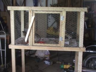 post pics of grow out pens Rabbit Grow Out Pen, Bunny Hutch, Grow Out, Hutch, Raisin, Rabbits, Pen