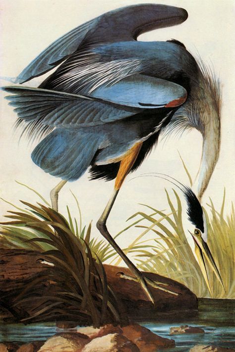 Audubon Great Blue Heron American Bird Fine Art Poster Repro - Etsy Hong Kong Bird Illustration Print, Audubon Prints, Vintage Bird Illustration, Heron Art, Audubon Birds, James Audubon, Great Blue Heron, Birds Of America, Bird Canvas