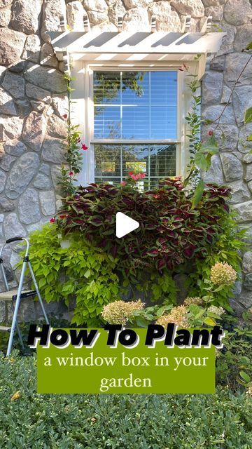 🌸 Mary Ann ~ Seasonal Home & Garden Tips. on Instagram: "Full details here 👇🏻
.
🌸 How to plant a full sun window box in your garden.
.
🌿 THREE easy steps: 
.
1️⃣ Good Potting Soil:
.
🌿 Fill your window box with FRESH potting soil. I love Miracle Gro!!
.
2️⃣ Osmocote:
.
🌸 Osmocote is a slow release fertilizer. It will feed your annuals all summer long. This will eliminate the need for liquid fertilizer - time saver! The recommendations for how much to add is on the package. I always add MORE than recommended.
.
3️⃣ Easy To Grow Annuals:
.
🪴 Annuals in this window box :
.
🌸 2- Mandevilla:
.
🌿 Beautiful tropical plant. Planting on each side of window box - will climb up to my pergola ontop of window. Full sun. Height 3-8’. Hardy zones: 10-11. Deer Resistant. 
.
🌸 2- Colorblaze Torc Window Box Ideas For Sun, Sun Window, Window Box Plants, Window Plants, Sun Plants, Container Gardens, Liquid Fertilizer, Time Saver, Mary Ann