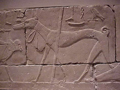 Detail of Bas Relief of Man with calf and dog 2490-2323 BCE Egyptian Old Kingdom Limestone Dog House Air Conditioner, Greyhound Dogs, Greyhound Breed, Ancient Dogs, Old Kingdom, Dog Breed Names, Sight Hounds, Ancient Pyramids, Cool Dog Houses