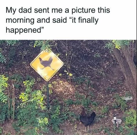 Funny Birds, Funny Animal Jokes, Izu, Wholesome Memes, Cute Memes, Animal Companions, Animal Jokes, Cute Little Animals, My Dad