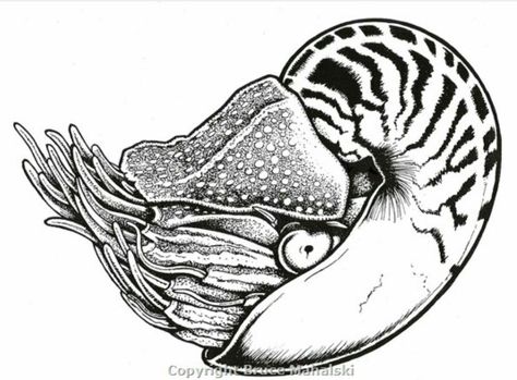 Nautilus Drawing, Sea Creature Design, Nautilus Tattoo, Tags Drawing, Chambered Nautilus, Sea Creature, Nautilus, Creature Design, Sea Creatures