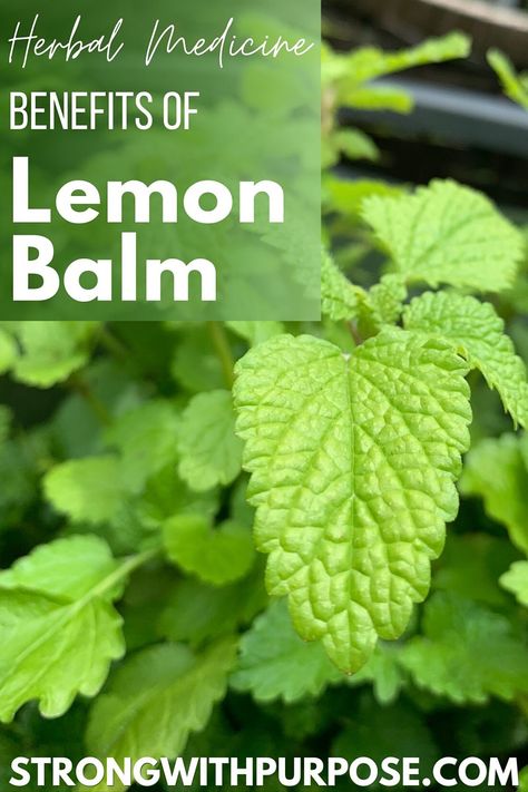 Lemon balm / Melissa balm / Melissa officinalis is one of my very favorite herbs. Its refreshing scent has a way of… by strongpurpose Lemon Balm Benefits, Lemon Balm Uses, Intuitive Living, Lemon Balm Tincture, Melissa Officinalis, Lemon Balm Tea, Benefits Of Lemon, How To Grow Lemon, Lemon Health Benefits