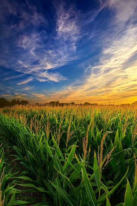 Corn Fields, Country Scenes, Summer Sky, Landscape Photos, Farm Life, Amazing Nature, Nature Pictures, Beautiful Landscapes, Agriculture