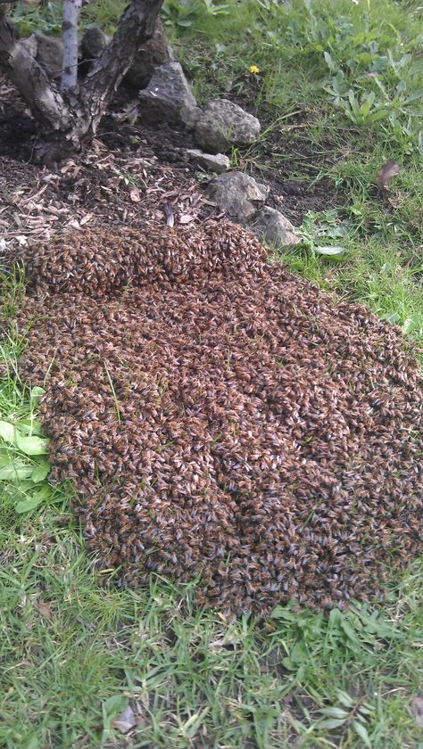 A day of collecting swarms which were on the ground instead of off #BigWinds #Springtime Bee Swarm, Moving Day, Bumble Bee, Spring Time, Stepping Stones, Bee, Outdoor Decor