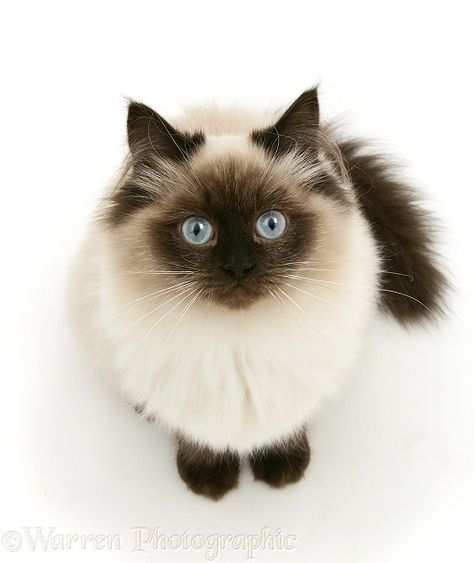 Himalayan Persian Cats, Funniest Cat, Burmese Cat, Cat Anatomy, Birman Cat, Cat Personalities, Himalayan Cat, Cats For Sale, Cat Pose