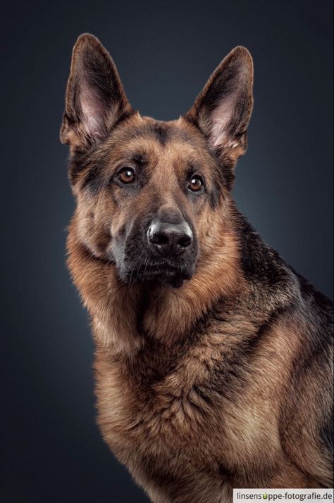 Best Large Dog Breeds, German Shepherd Photography, Dog Foto, Big Dog Breeds, Beautiful Dog Breeds, Malinois Dog, Dog Line Art, Very Cute Puppies, Super Cute Puppies