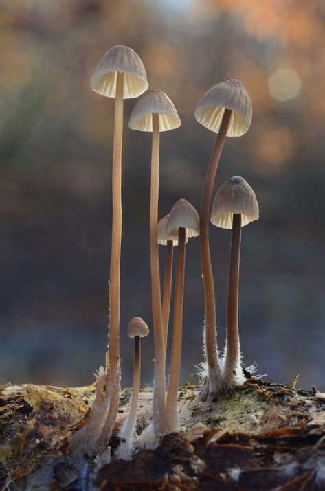 Standing Tall ( Mycena fungi composition) Tall Mushroom Drawing, Tall Mushrooms, Fantastic Fungi, Mushrooms Forest, Fungi Art, Mushroom Pictures, Mushroom Tattoos, Slime Mould, Mushroom Fungi