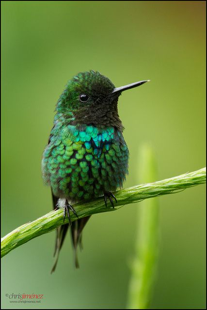 Green Thorntail Green Birds, Hummingbird Pictures, All Birds, Exotic Birds, Pretty Birds, Bird Photo, Colorful Birds, Little Birds, Small Birds