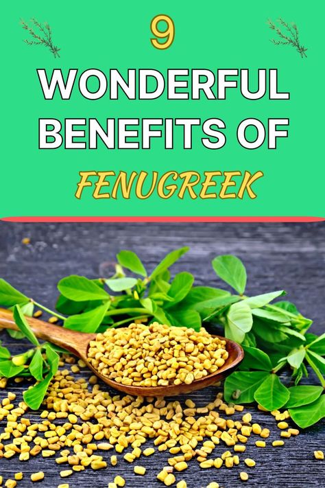 benefits of fenugreek Fenugreek Benefits Women, Sprouts Benefits, Fenugreek Supplement, Benefits Of Fenugreek, Fenugreek Benefits, Ayurvedic Plants, Growing Garden, Low Cholesterol Diet, Growing Gardens