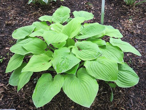 August Moon Hosta (Hosta 'August Moon') at The Growing Place Hosta August Moon, Types Of Hostas, Hosta Sieboldiana, August Moon, Plantain Lily, Hosta Varieties, Basil Seeds, Shade Flowers, Tall Flowers