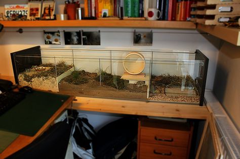 IKEA Detolf Cage (May work for a Guinea Pig Cage) Crazy Hamster, Hamster Homes, Cool Hamster Cages, Ikea Detolf, Box Turtles, Mouse Cage, Pet Rodents, Hamster Habitat, Glass Display Cabinet