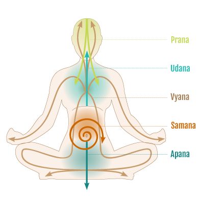 Your body works like a sophisticated engine: you take things in, process them, absorb the nutrients, eliminate the waste, and as a result you grow, both physically and mentally. This is an example of your 5 vayus at work. Prana Vayus, Yoga Kundalini, Yoga Anatomy, Yoga Philosophy, Yoga Love, Teaching Yoga, Yoga Therapy, Qi Gong, Kundalini Yoga