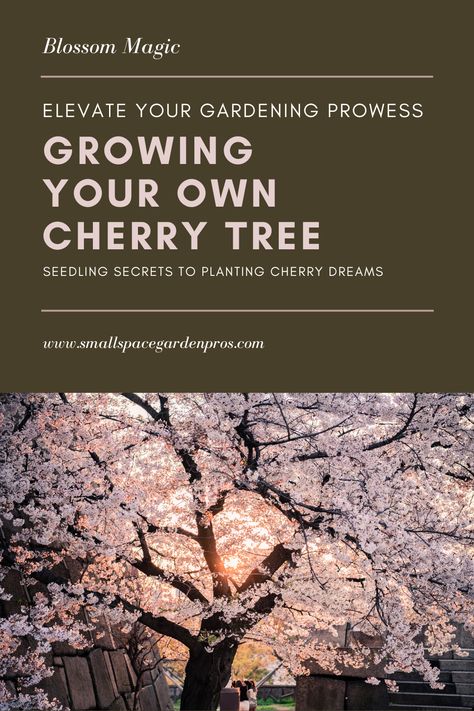 Uncover the wonders of cultivating a cherry tree from seed with our comprehensive guide! Dive into expert insights and step-by-step instructions crafted to help you embark on a blossoming journey from seed to tree. Embrace the magic of nurturing your very own cherry tree, & witness the enchanting blossoms bloom. Elevate your gardening prowess and create a captivating space with the art of growing a cherry tree from seed! #CherryTree #GrowFromSeed #GardeningGuide #BlossomMagic #GardenEnchantment Planting Cherry Seeds, Cherry Tree From Seed, Growing Cherry Trees, Types Of Cherries, Cherry Seeds, Sour Cherries, Tree Seedlings, Tree Growth, Moon Book