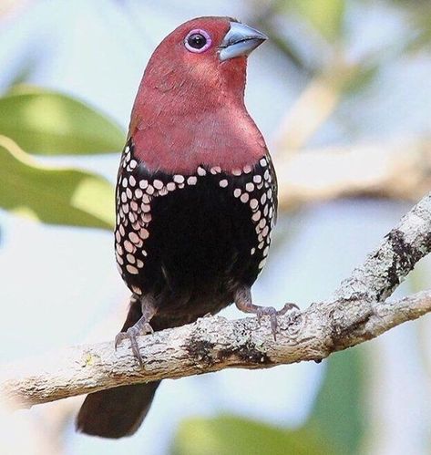 The pink-throated twinspot is an estrildid finch. It inhabits dry savanna and moist, subtropical/tropical (lowland) shrubland habitats near the southeast African coast in Mozambique, South Africa and Swaziland. It has a large range, with an estimated global extent of occurrence of 160,000 km². Regnul Animal, Most Beautiful Birds, Kinds Of Birds, Bird Painting, Colorful Bird, Airbrush Art, Nature Birds, Exotic Birds, Bird Pictures