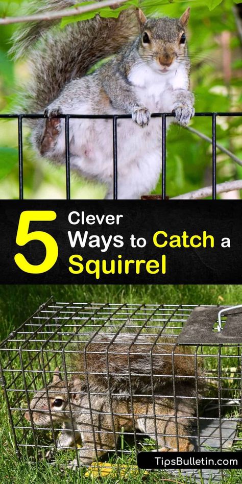 Although baby squirrels are adorable, a family of ground squirrels living in your garden can cause problems. Discover the best pest control strategies for using an animal trap. Bait your humane squirrel trap with birdseed or peanut butter. #howto #catch #squirrel #pest #control Squirrel Trap Diy, Squirrel Trap, Squirrel Video, Squirrel Food, Animal Traps, Squirrel Feeder, Ground Squirrel, Best Pest Control, Survival Skills Life Hacks