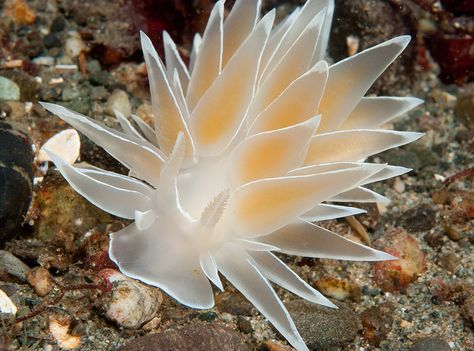 Frosted Nudibranch    ;) Frosted Nudibranch, Biology Watercolor, Sea Bunny, Sea Slugs, Molluscs, Deep Sea Creatures, Sea Snail, Sea Slug, Beautiful Sea Creatures