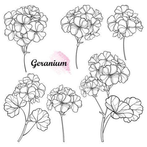 2,125 Geranium Illustrations & Clip Art - iStock Geranium Flower Tattoo, Geranium Tattoo, Flower Tattoo Stencil, Tattoo Writing Styles, Flower Tattoo Stencils, Tattoo Black And White, Herb Art, Tattoo Line, Flower Tattoo Drawings