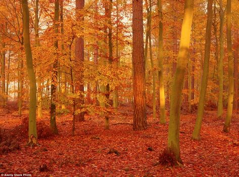 Thetford Forest is the largest lowland pine forest in Britain, covering 50,000 acres, but ... British Autumn, Thetford Forest, Autumn Landscapes, Uk Places, Landscaping Retaining Walls, Forest Of Dean, Woodland Art, Ancient Forest, Autumn Colours