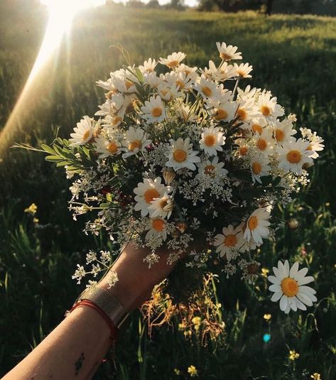 Sunflowers And Daisies, Daisy Wallpaper, Daisy Bouquet, Nothing But Flowers, Flower Therapy, Chamomile Flowers, Foto Art, Spring Aesthetic, Flower Petal