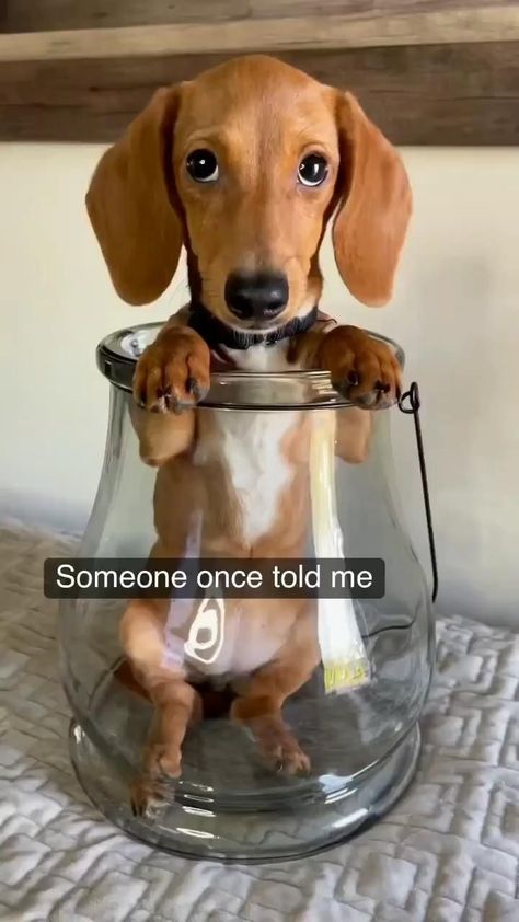 Dachshund, Miniature Dachshund, Dachshund Videos, Dachshund Puppy, Dachshund Puppies Winner Dogs, Dachshund Videos, Dachshunds Dog, Dachshund Funny Video, Daschund Puppies, Dachshund Funny, Wiener Dogs, Cute Animals Puppies, Puppy Stuff