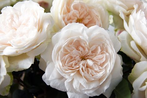 Purity (Ausoblige) has a strong, fresh scent of rose water, honey, pistachio and vanilla - like a Turkish delight! Blush Garden Rose, Grandiflora Roses, Honey Pistachio, Nails Packaging, Summer Wedding Floral, Cut Garden, David Austin Rose, English Country Weddings, Wedding Roses