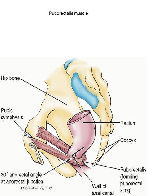 Learning Objectives Pelvic Walls and Floor a.Understand the position, attachments and major divisions of the pelvic diaphragm. b.Define the difference. - ppt download Pelvic Diaphragm, Levator Ani, Learning Objectives, Plexus Products, Division, Arch