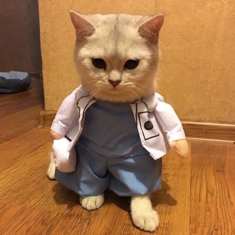 Doctor Cat, Mainecoon Cat, Nurse Cat, Animal Doctor, Names Girl, Cat Profile, Cute Cats Photos, Dogs And Cats, Cute Little Animals