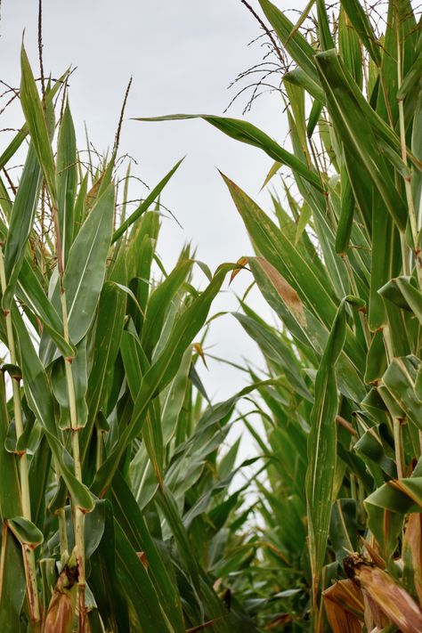 country view | corn field | row crop | agriculture | farm life | farm aesthetics | country | farm wife | photography | nature Agriculture Aesthetic, Country View, Corn Field, Farm Wife, Agriculture Farming, Plant Aesthetic, Country Farm, Photography Nature, Farm Life