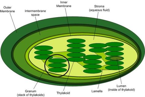 Chloroplast Structure by Public Domain, https://commons.wikimedia.org/w/index.php?curid=434456 Plant Cell Structure, Lynn Margulis, Biology College, Light Reaction, Electron Transport Chain, Eukaryotic Cell, Plant Tissue, Water Molecule, Structure And Function