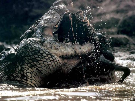 Nile Crocodile Attacks On Humans | nile crocodile habitat nile crocodiles inhabit mostly in coastal ... Crocodile Habitat, Crocodile Facts, Crocodile Eating, Crocodile Species, Animal Facts Interesting, Crocodile Animal, Nile Crocodile, Animal Attack, Dangerous Animals