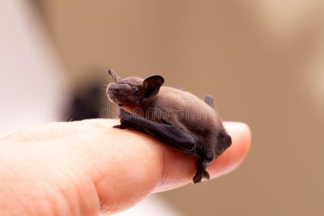 Baby Bat Sitting On Finger. Small baby bat sitting on my finger #Sponsored , #PAID, #ad, #Sitting, #Baby, #sitting, #Finger Bumblebee Bat, Bats Activities, Bat Facts, Rhino Beetle, Baby Bats, Bear Paws, Sweet Animals, Small World, Bumble Bee