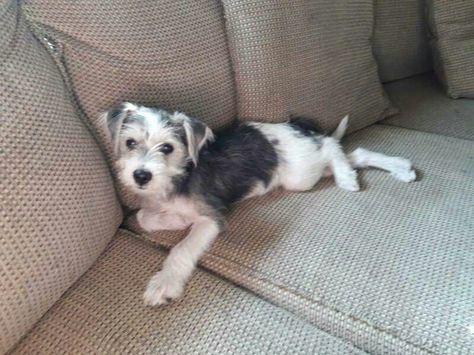 He is a Beagel-Schnauzer mix. Schnauzer Terrier Mix Dogs, Schnauzer Mix, Terrier Mix Dogs, Terrier Mix, Dog Quotes, Cute Animals, Dogs, Quotes, Animals